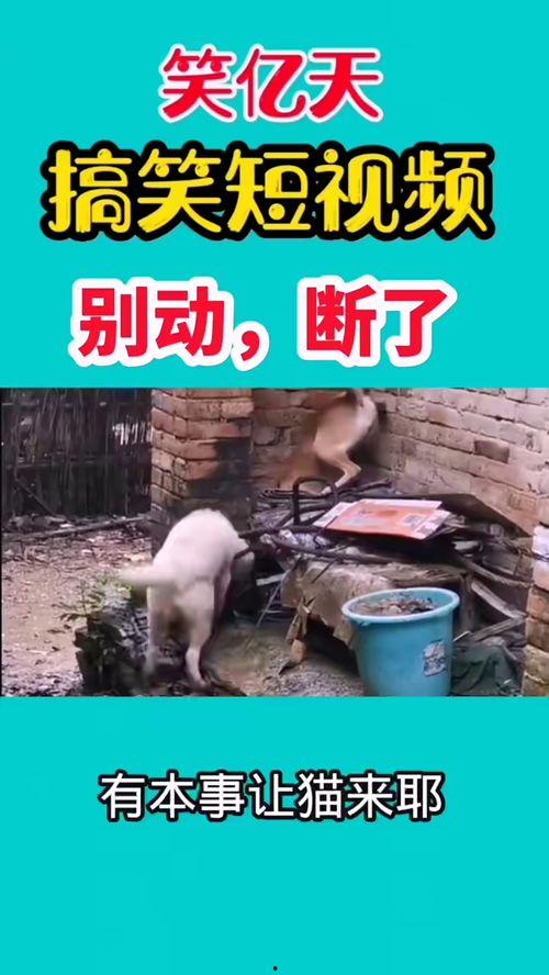 最新爆料幽默短视频,笑到肚子疼! 第1张 最新爆料幽默短视频,笑到肚子疼! 第1张